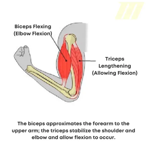 Forearm flexion and extension